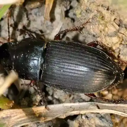 Foto von Rotbeiniger Schnellläufer (Harpalus rubripes)