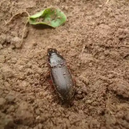 Foto von Behaarter Schnellläufer (Harpalus rufipes)