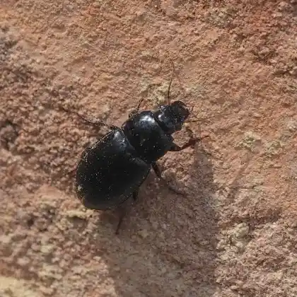 Foto von  (Harpalus serripes)