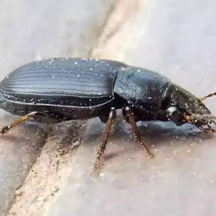 Foto von  (Harpalus signaticornis)