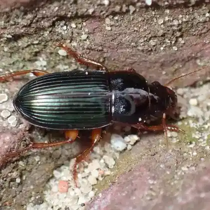Foto von  (Harpalus smaragdinus)