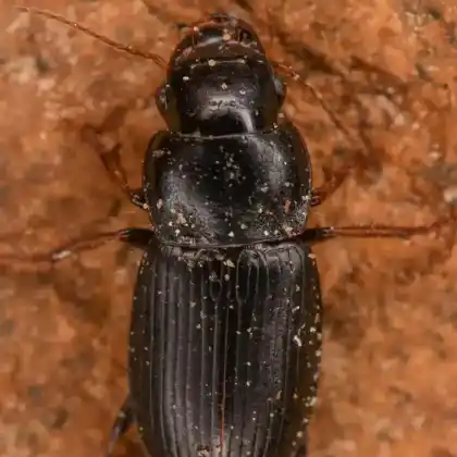 Foto von  (Harpalus solitaris)