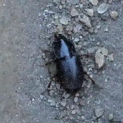Foto von  (Harpalus tardus)