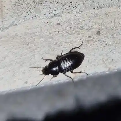 Foto von  (Harpalus tenebrosus)