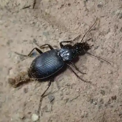 Foto von  (Laemostenus terricola)