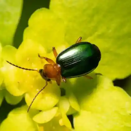 Foto von Grünblauer Prunkkäfer (Lebia chlorocephala)