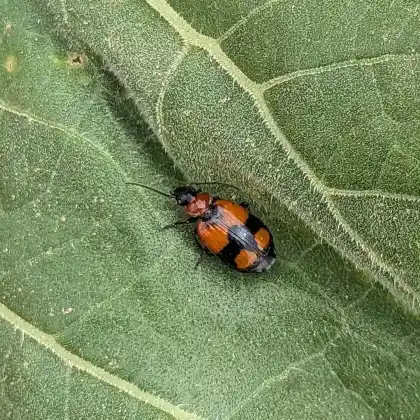 Foto von Kleinkreuz-Prunkläufer (Lebia cruxminor)