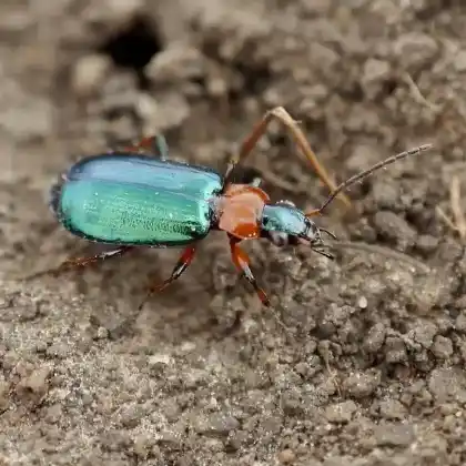 Foto von  (Lebia cyanocephala)