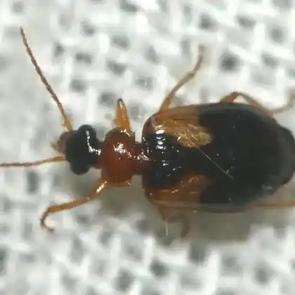 Foto von  (Lebia scapularis)