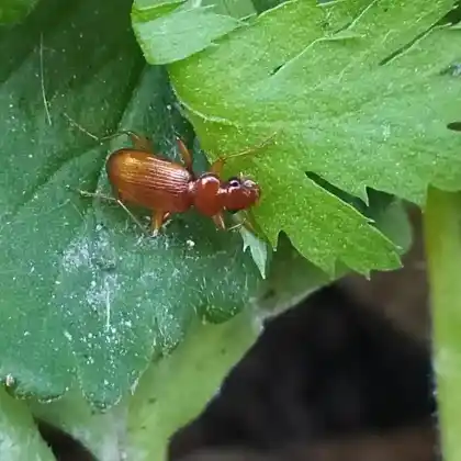 Foto von Rostfarbiger Bartkäfer (Leistus ferrugineus)