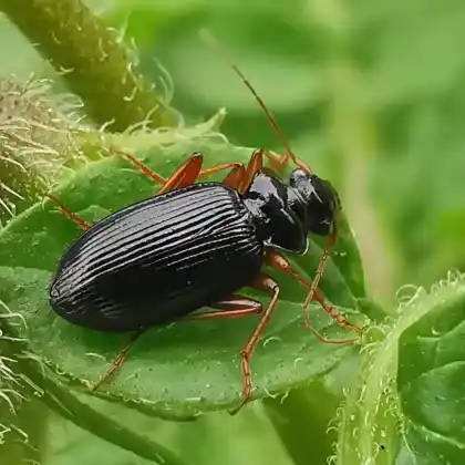 Foto von Rotrandiger Bartkäfer (Leistus rufomarginatus)