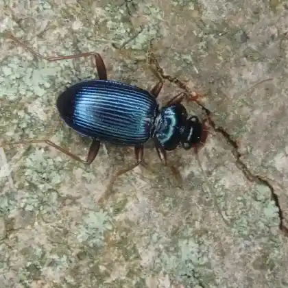 Foto von Dornbartkäfer (Leistus spinibarbis)