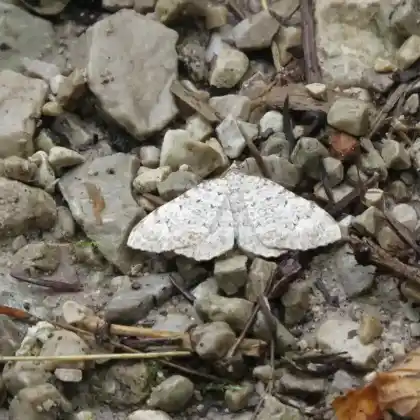 Foto von Zickzackbinden-Alpen-Blattspanner (Euphyia scripturata)