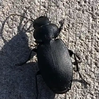 Foto von  (Licinus cassideus)