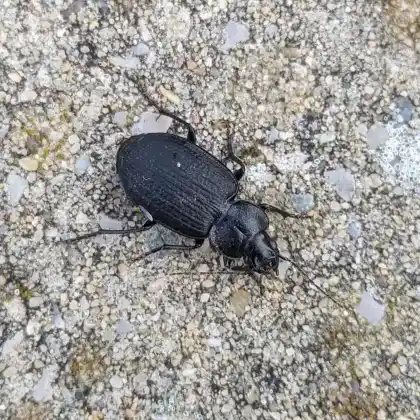 Foto von  (Licinus punctatulus)