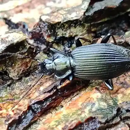 Foto von  (Limodromus assimilis)