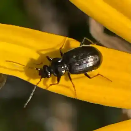 Foto von Schwarzer Krummhornkäfer (Loricera pilicornis)