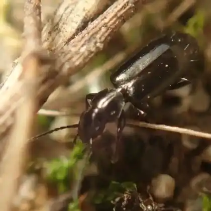 Foto von  (Microlestes minutulus)
