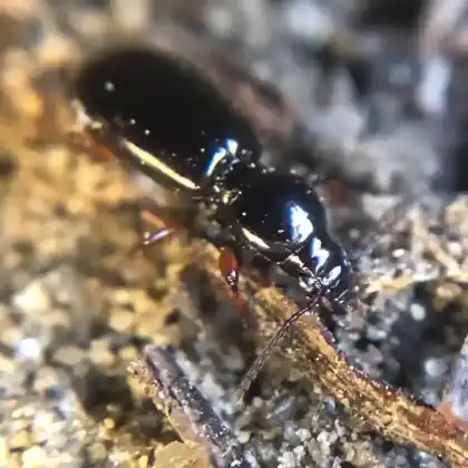 Foto von Glänzendschwarzer Arktiskäfer (Miscodera arctica)