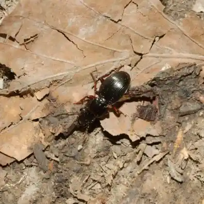 Foto von Braunfüßiger Striemenkäfer (Molops piceus)