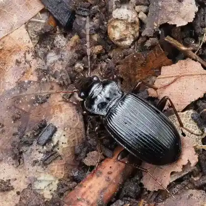 Foto von Pechschwarzer Dammläufer (Nebria brevicollis)