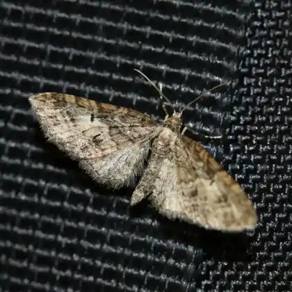 Foto von Eichen-Blütenspanner (Eupithecia abbreviata)