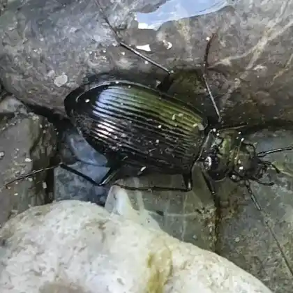 Foto von  (Nebria jockischii)