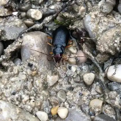 Foto von Flussdammläufer (Nebria picicornis)