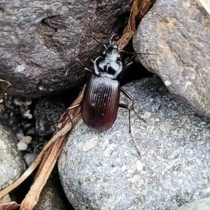Foto von  (Nebria rufescens)