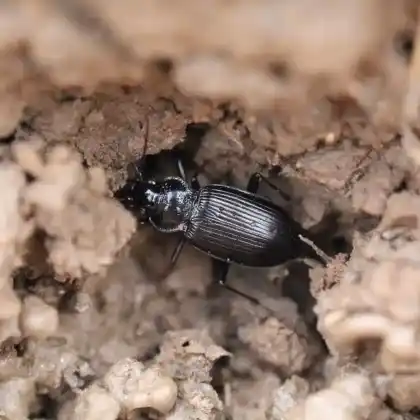 Foto von  (Nebria salina)