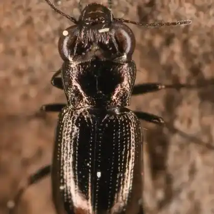 Foto von  (Notiophilus aquaticus)