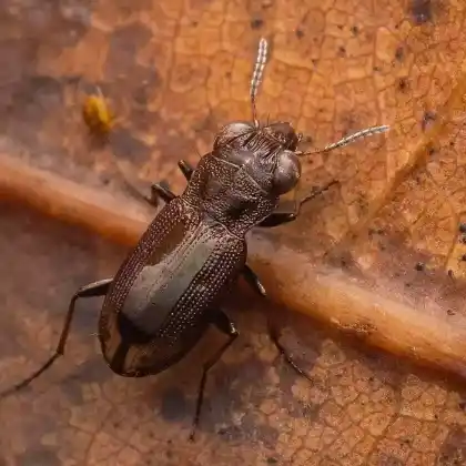 Foto von Zweigefleckter Eilkäfer (Notiophilus biguttatus)