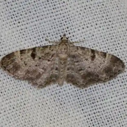 Foto von Tannenzapfen-Blütenspanner (Eupithecia abietaria)