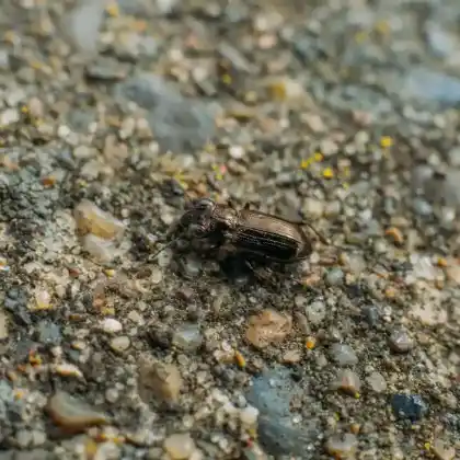 Foto von Sumpf-Eilkäfer (Notiophilus palustris)