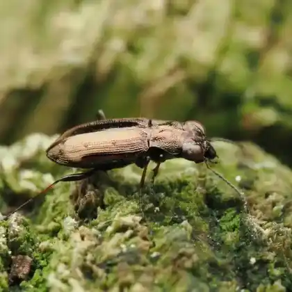 Foto von Vierpunkt-Eilkäfer (Notiophilus quadripunctatus)