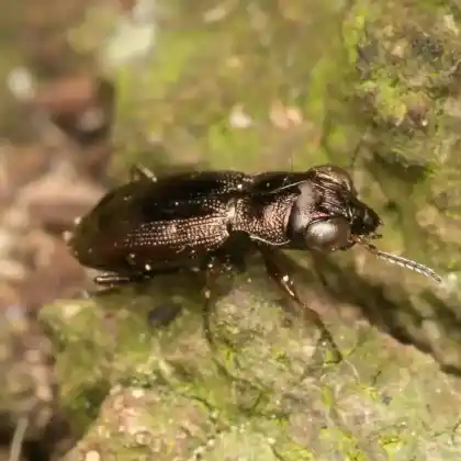 Foto von Rotbeiniger Eilkäfer (Notiophilus rufipes)