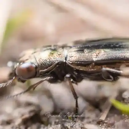 Foto von  (Notiophilus substriatus)