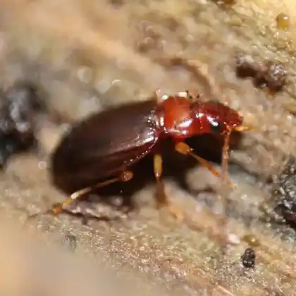 Foto von  (Ocys harpaloides)