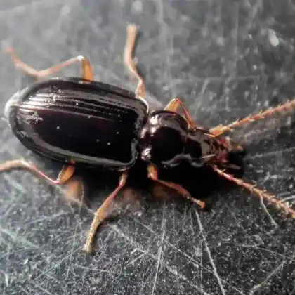 Foto von  (Ocys quinquestriatus)