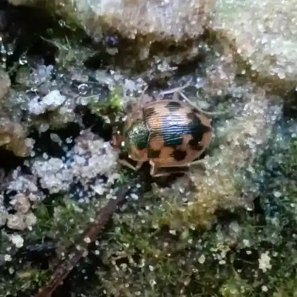 Foto von Grüngestreifter Grundkäfer (Omophron limbatum)