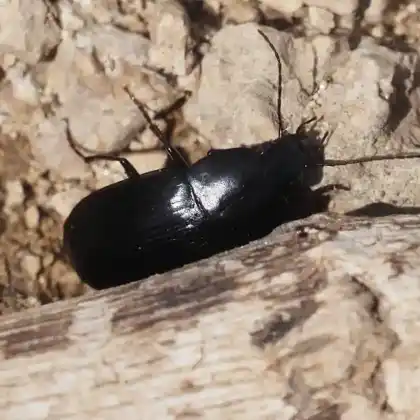 Foto von  (Oodes gracilis)