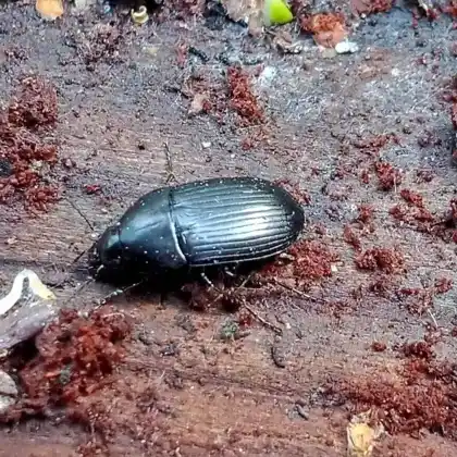 Foto von Mattschwarzer Straßenkäfer (Oodes helopioides)
