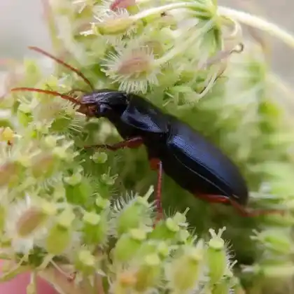 Foto von  (Ophonus ardosiacus)