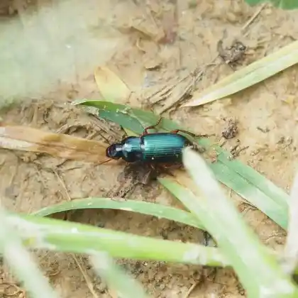 Foto von  (Ophonus azureus)