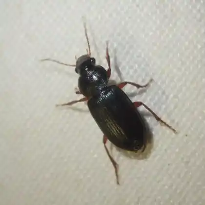 Foto von  (Ophonus laticollis)