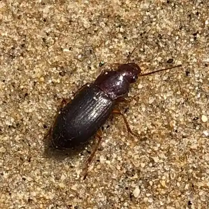Foto von  (Ophonus puncticeps)