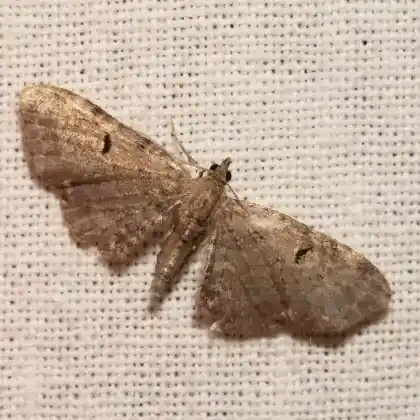 Foto von Hopfen-Blütenspanner (Eupithecia assimilata)
