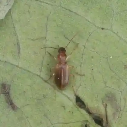 Foto von  (Oxypselaphus obscurus)