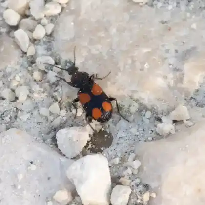 Foto von Kleiner Scheukäfer (Panagaeus bipustulatus)