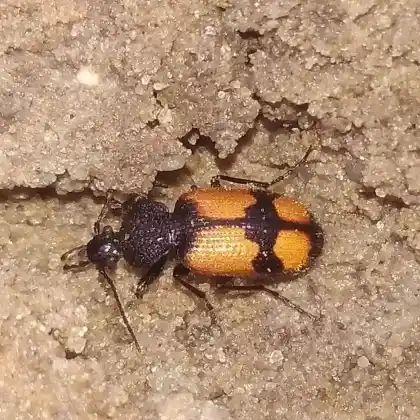 Foto von Großer Scheukäfer (Panagaeus cruxmajor)